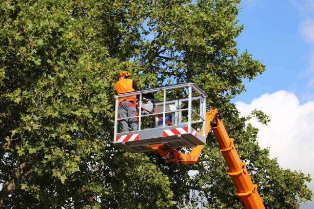 Reliable Denair, CA Tree Removal and Landscaping Services Solutions